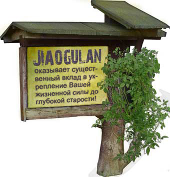 Jiaogulan Schild und Pflanze